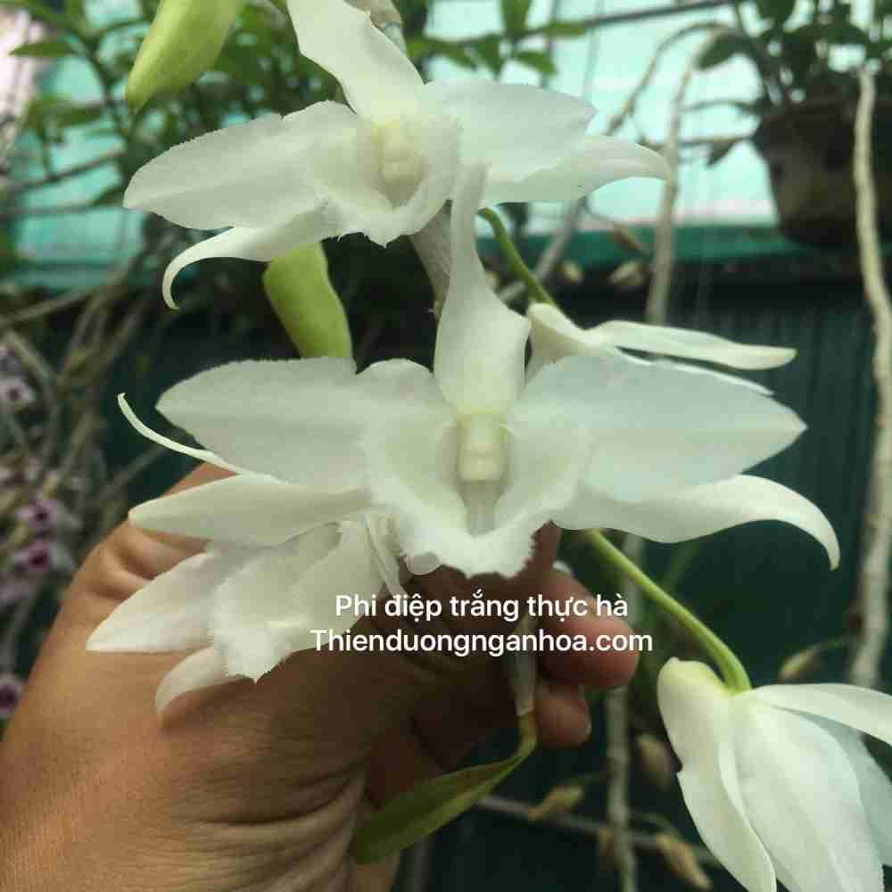 Phi điệp Trắng