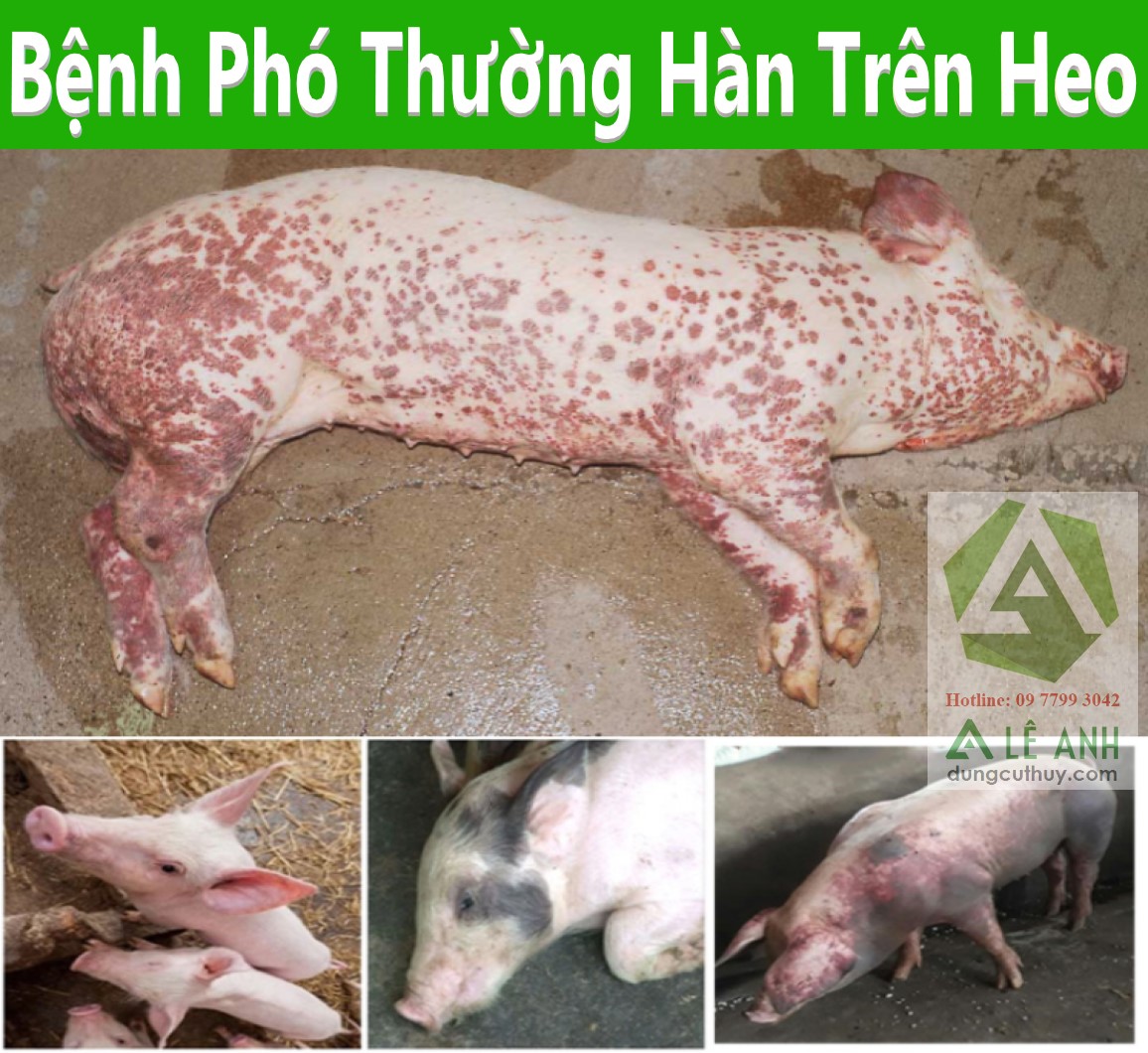 Phó Thương Hàn