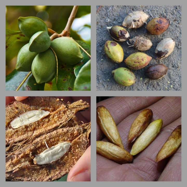 Quả Bàng Có ăn được Không