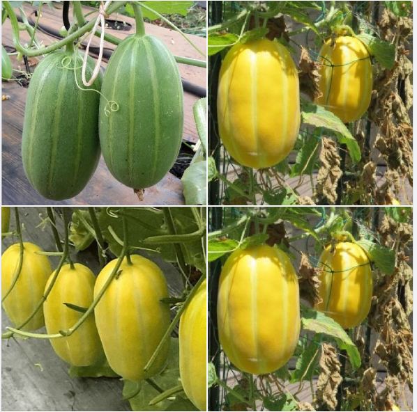 Quả Bầu Lào