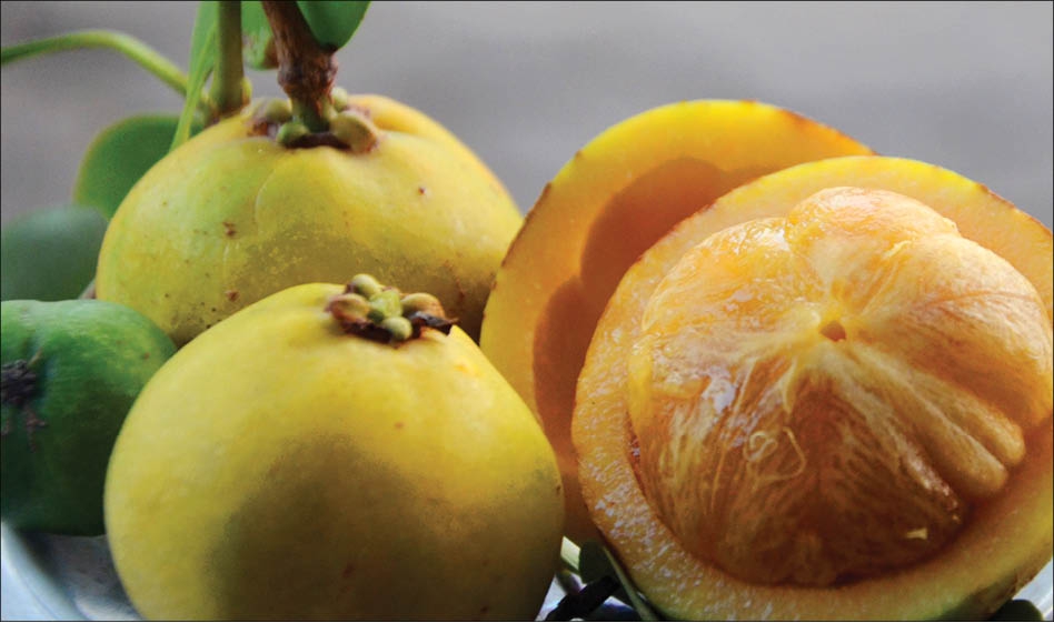 Quả Bứa Miền Nam