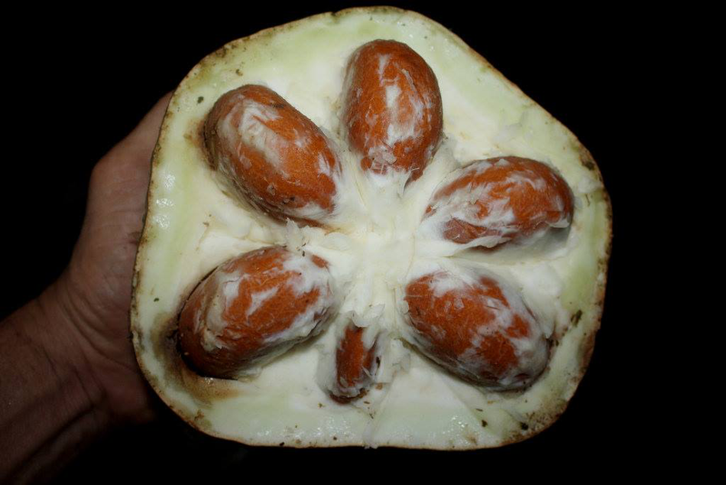 Quả đài Hái