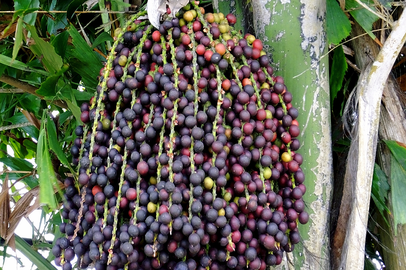 Quả đùng đình