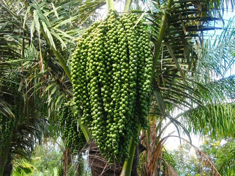 Quả Hạt đác