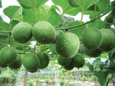 Quả La Hán Trồng ở đâu