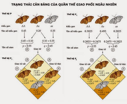 Quần Thể Ngẫu Phối