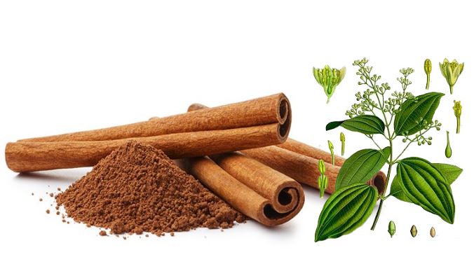Quế Khâu Có Tác Dụng Gì