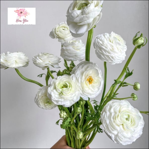 Ranunculus Là Hoa Gì