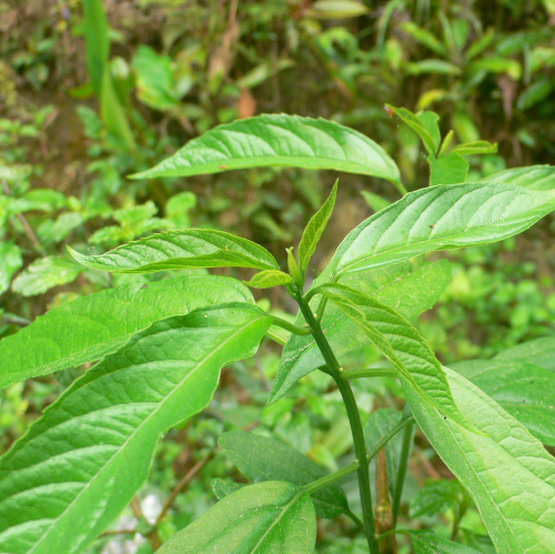 Rau đắng Cảy