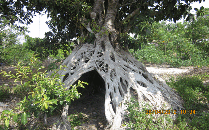 Rễ Cây đa