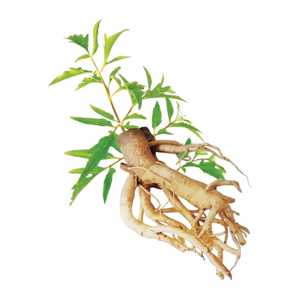 Sâm đinh Lăng