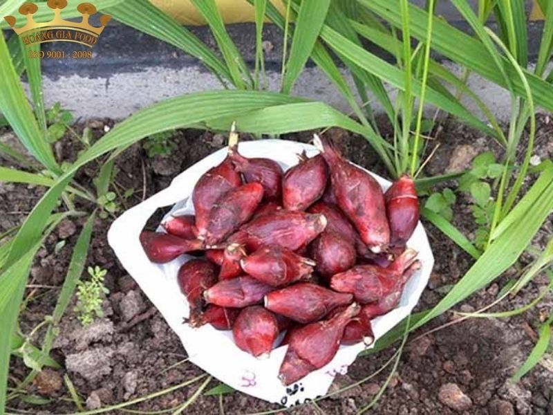 Sâm Hành Có Tác Dụng Gì