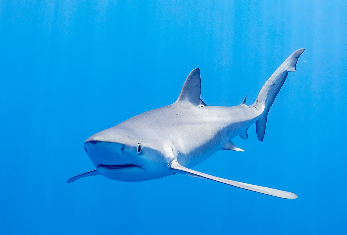 Shark Cá Mập