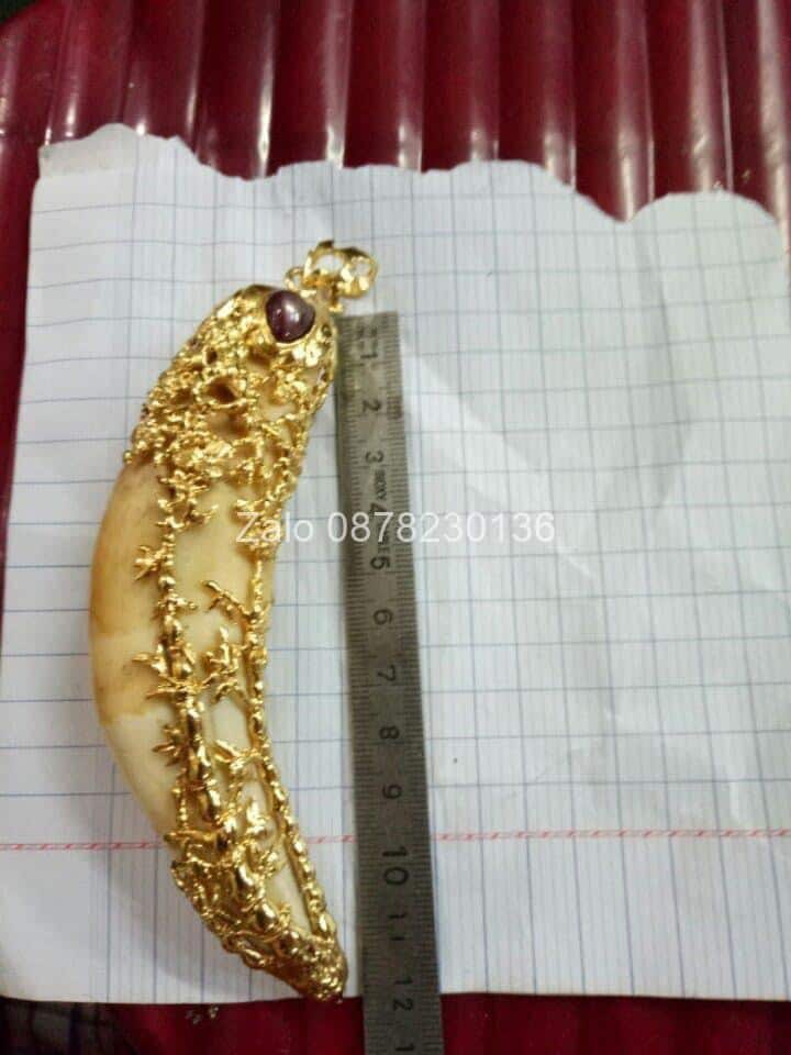 Shop Nanh Hổ