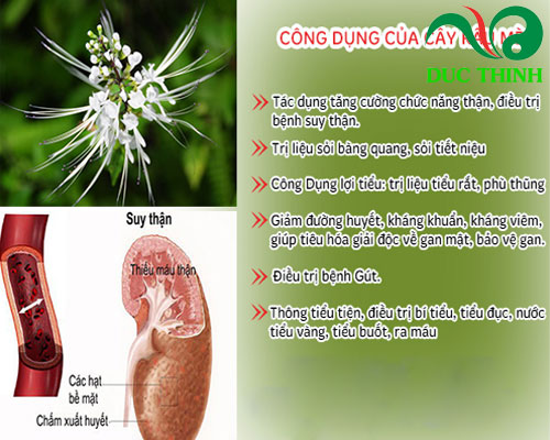 Tác Dụng Của Cây Râu Mèo
