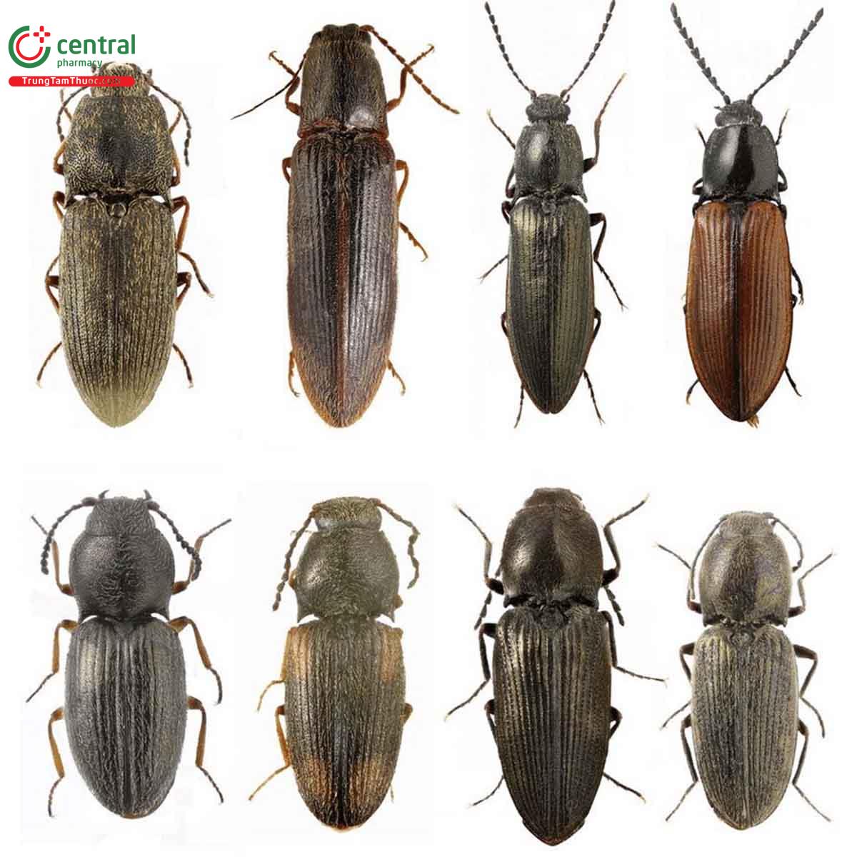 Tác Dụng Của Con Bổ Củi