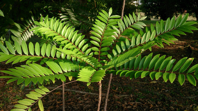 Tác Dụng Của Mật Nhân