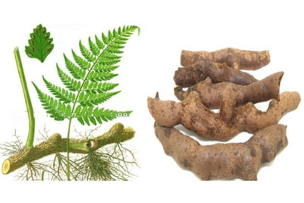 Tác Dụng Của Tắc Kè đá