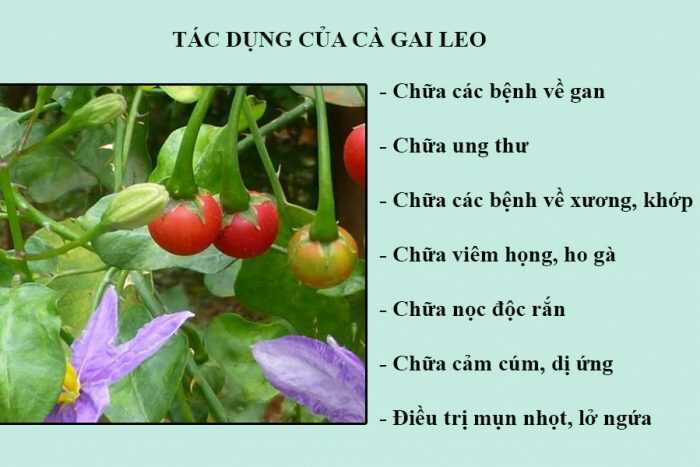 Tác Dụng Của Trà Cà Gai Leo