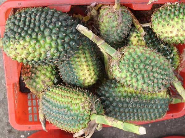 Tác Dụng Quả Dứa Rừng