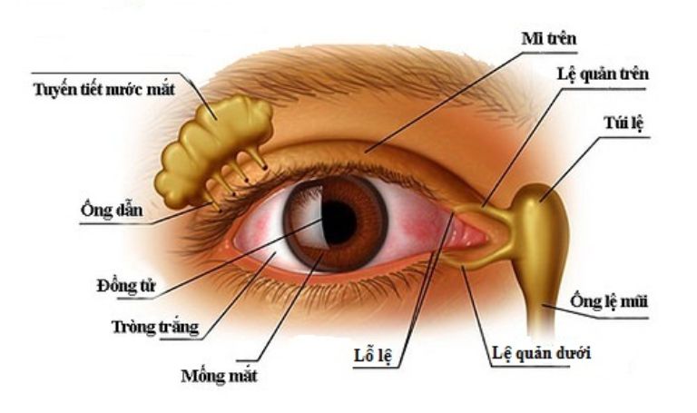 Thông Tuyến Lệ Cho Người Lớn