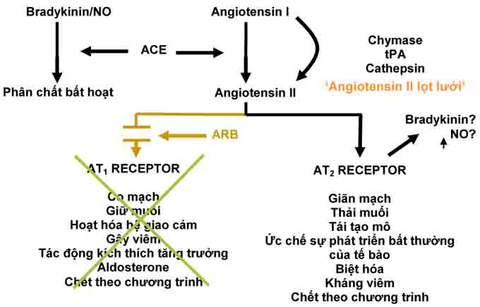 Thuốc ức Chế Thụ Thể
