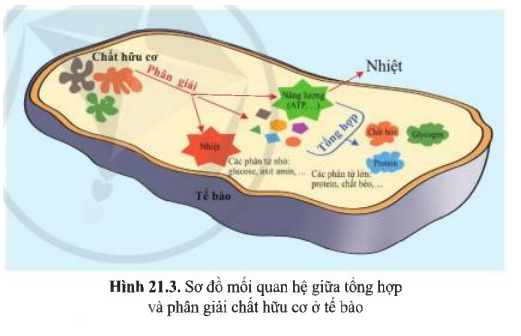 Tốc độ Của Quá Trình Hô Hấp Phụ Thuộc Vào