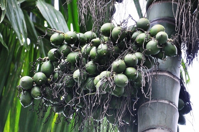 Trái Cau Có Tác Dụng Gì
