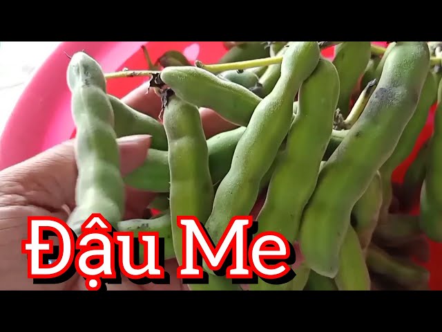 Trái đậu Me