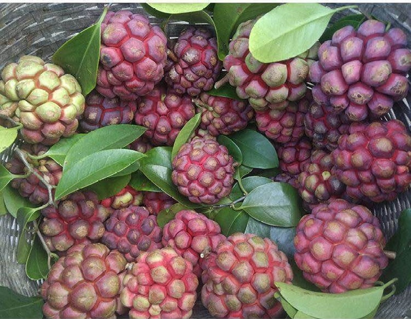 Trái Na Rừng