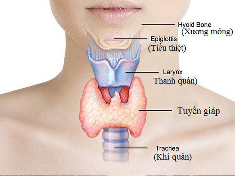 Tuyến Giáp ở Cổ