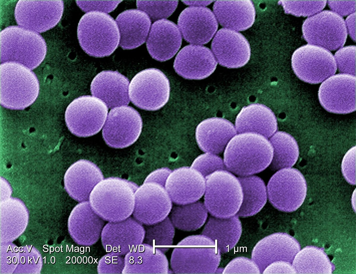 Vi Khuẩn Staphylococcus
