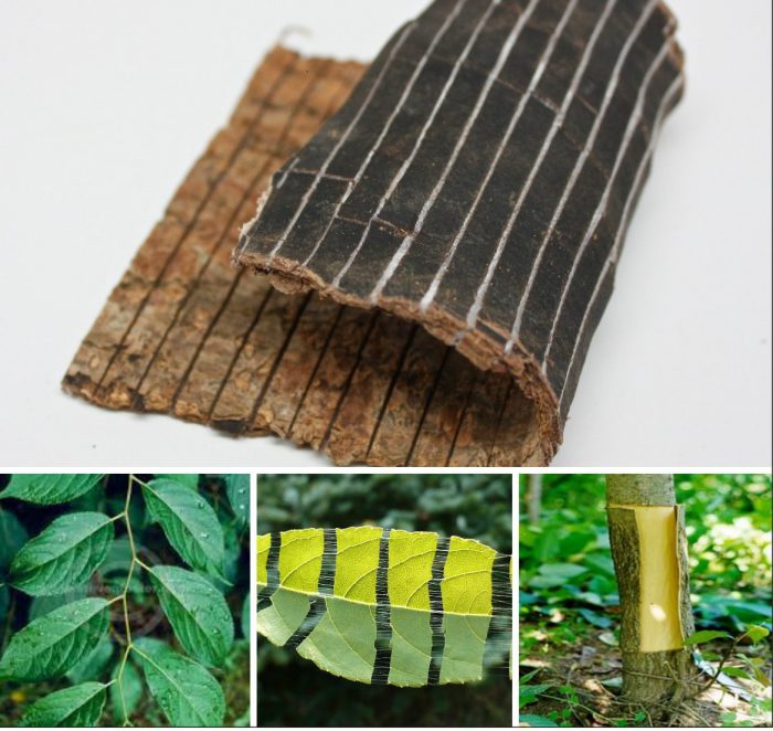 Vị Thuốc đỗ Trọng