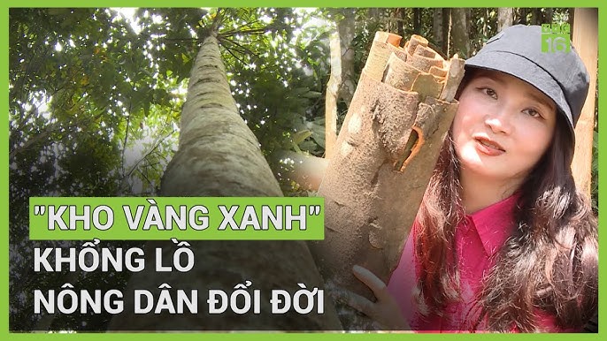 Vùng được Gọi Là Kho Vàng Xanh Của Nước Ta