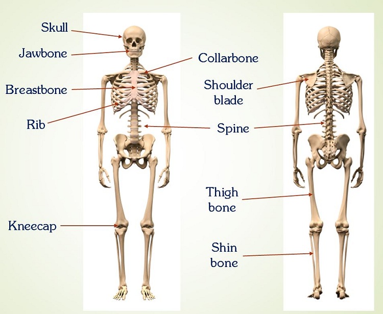 Xương Khớp Tiếng Anh Là Gì