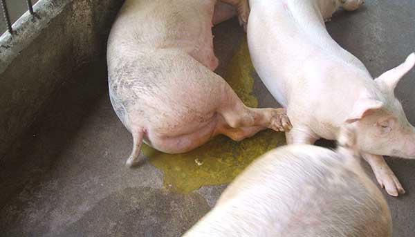 Bệnh Phó Thương Hàn ở Lợn