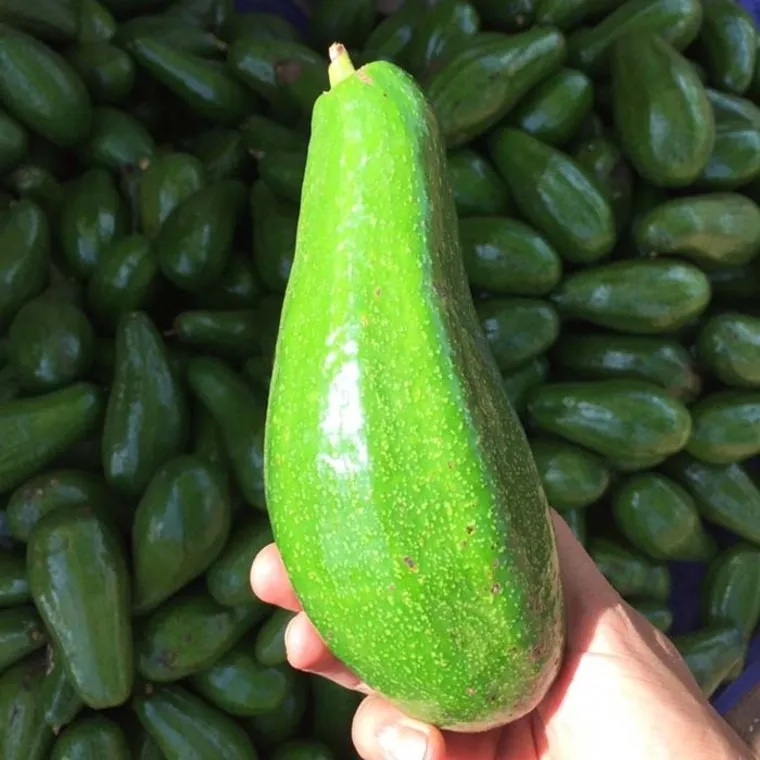 Bơ 5 Lóng