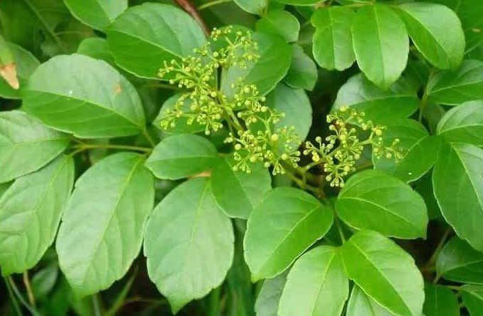 Cây Chè Dây Có Tác Dụng Gì