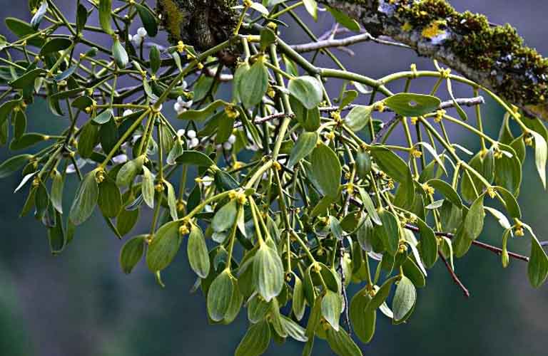 Cây Chùm Gửi Trị Bệnh Gì