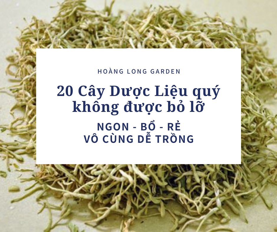Cây Dược Liệu Quý Dễ Trồng