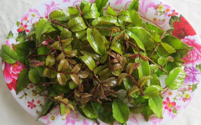 Cây Gai Sưng