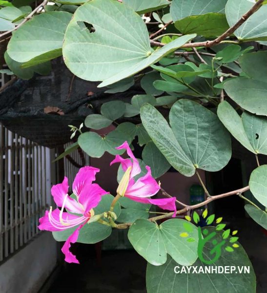 Cây Móng Bò Trị Bệnh Gì