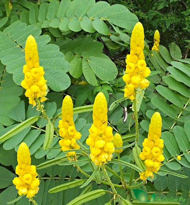 Cây Muồng Trâu Thường Mọc ở đâu