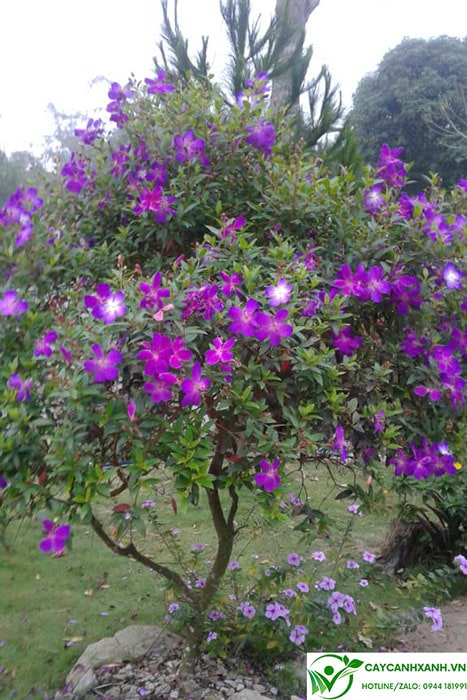 Cây Sim Thái