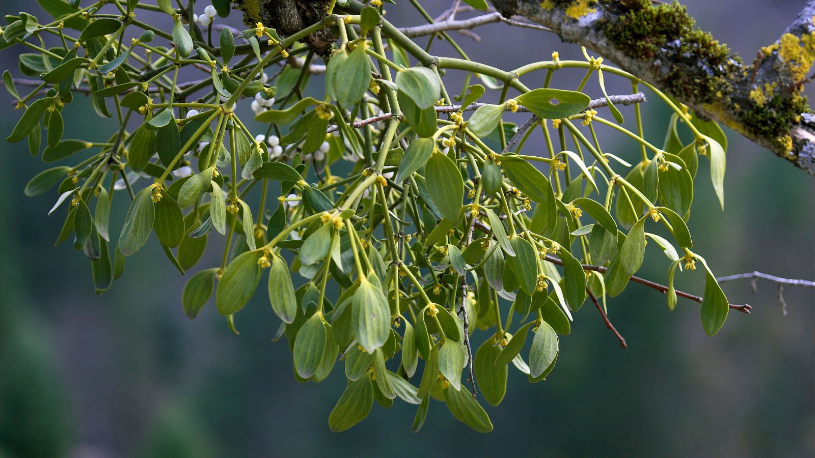 Cây Tầm Gửi Là Cây Gì