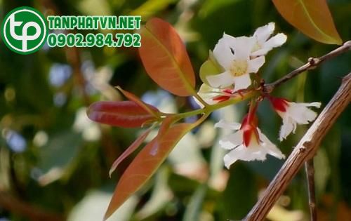Cây Thành Ngạnh Có Mấy Loại