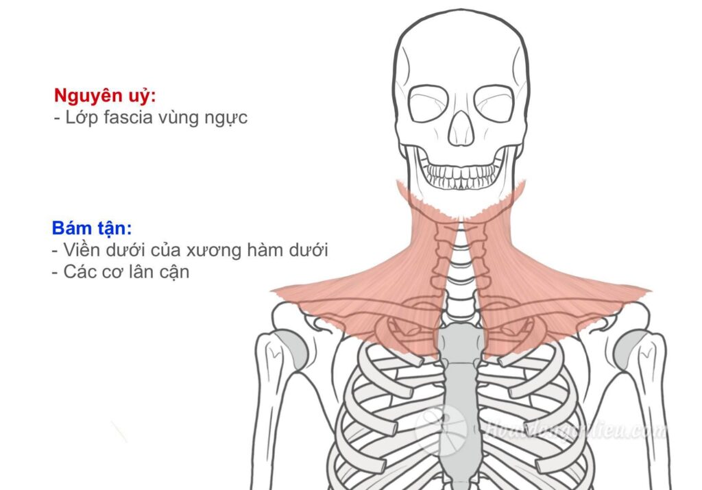 Cơ Bám Da Cổ
