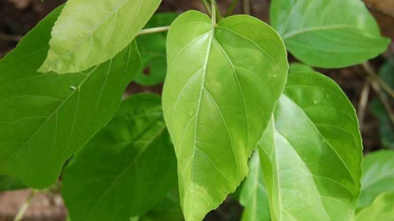 Công Dụng Của Lá Cách