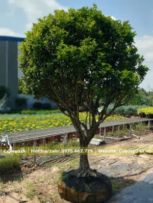Giá Cây Nguyệt Quế