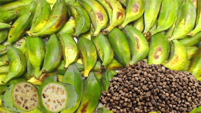 Hạt Chuối Hột Có Tác Dụng Gì